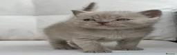 Británico de Pelo Corto gatos en venta: PRECIOSA BRITISH SHORTHAIR LILAC - Anuncio 4