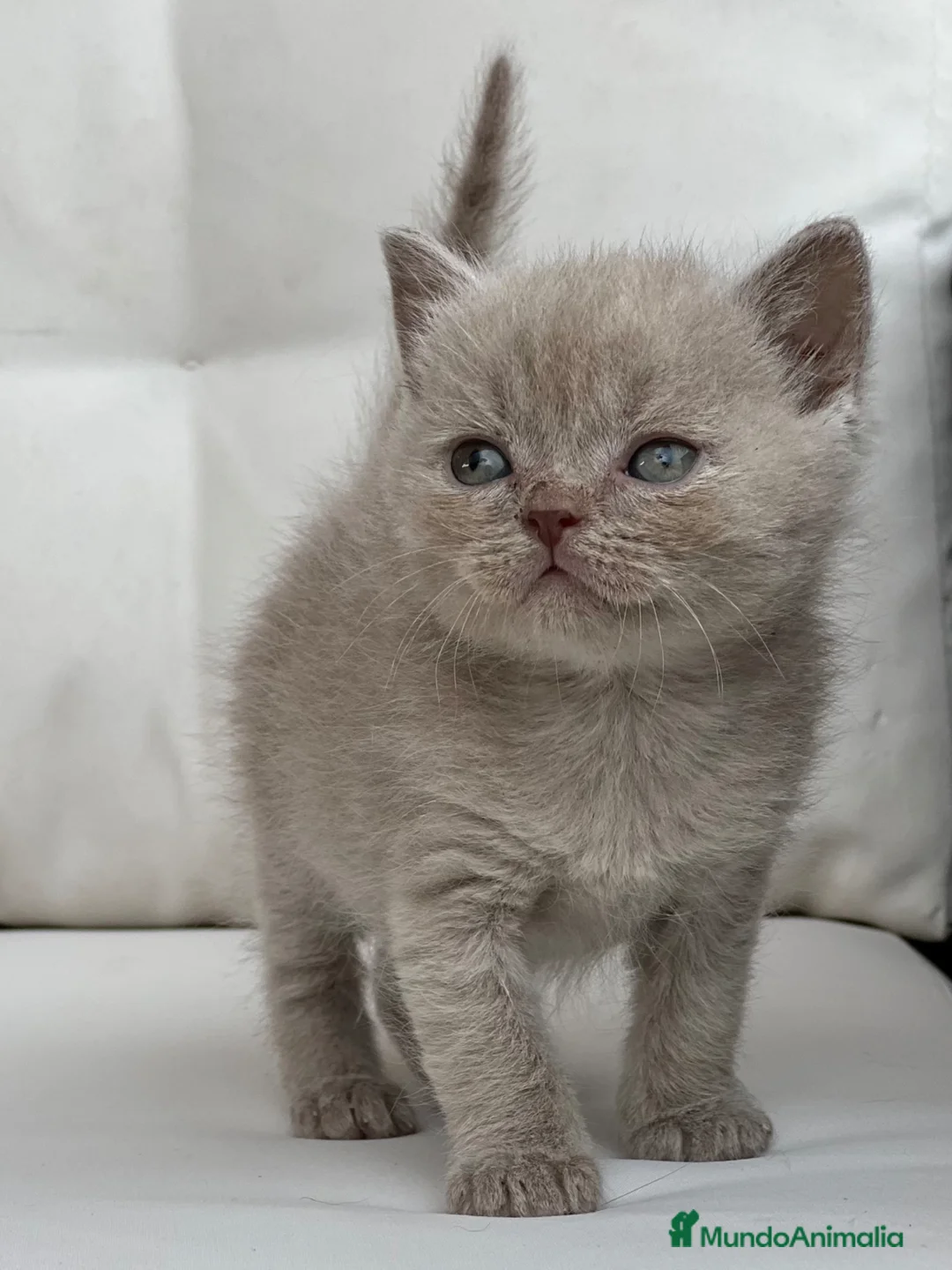 Británico de Pelo Corto gatos en venta: PRECIOSA BRITISH SHORTHAIR LILAC - Anuncio 4