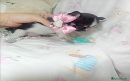 Chihuahua perros en venta: Chihuahua toy ✨ chatos cabeza manzana  - Imagen 2