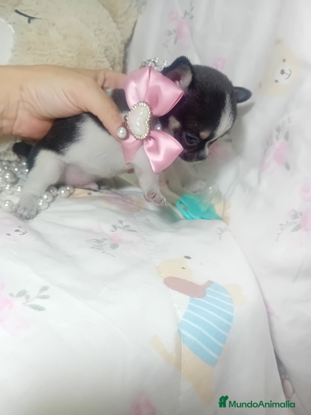 Chihuahua perros en venta: Chihuahua toy ✨ chatos cabeza manzana  - Imagen 2