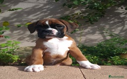 Boxer perros en venta: BOXER DORADO MACHO - Anuncio 3