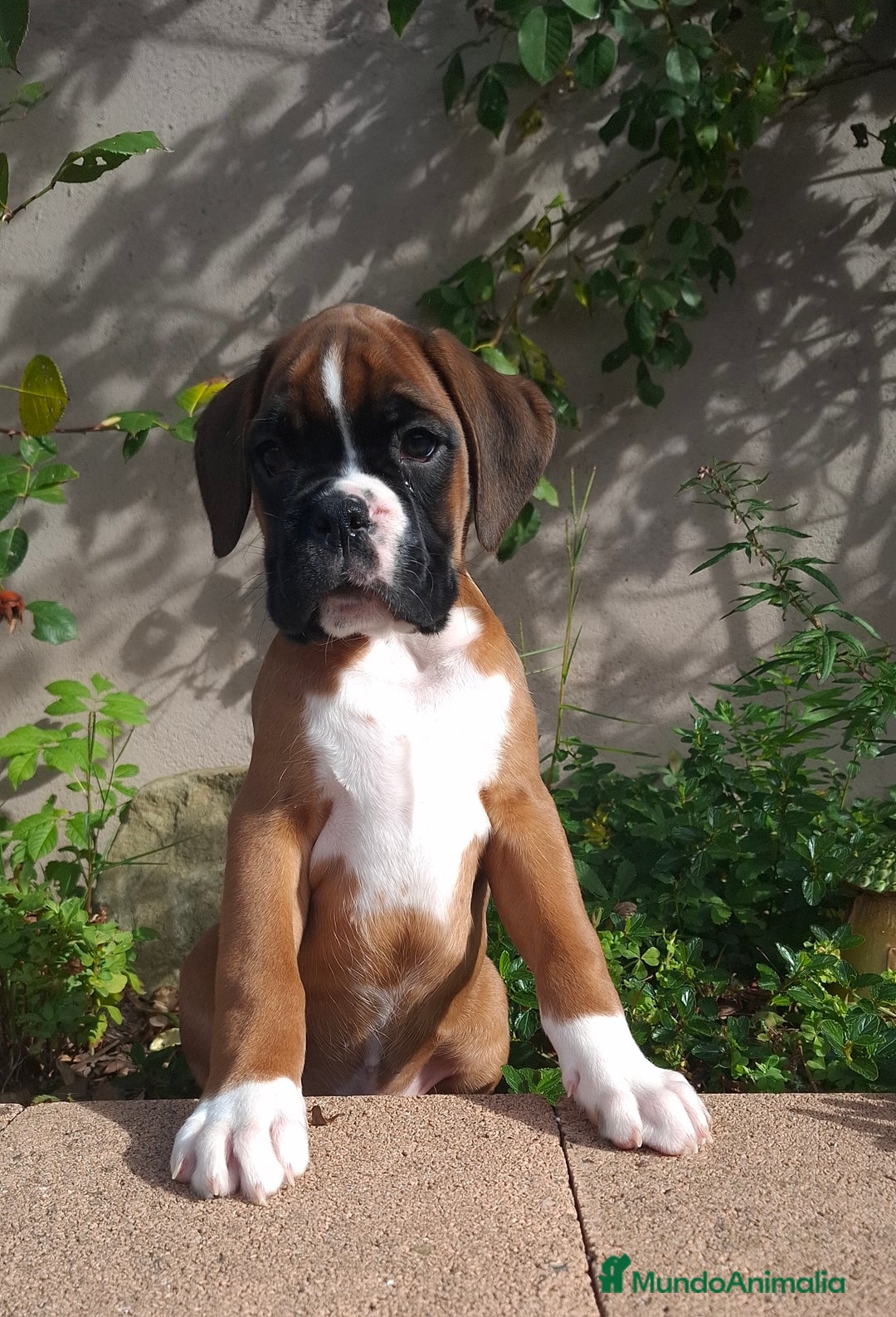 Boxer perros en venta: BOXER DORADO MACHO - Anuncio 3