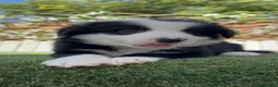 Border Collie perros en venta: 🐶 HEMBRAS BORDER COLLIE BLANCO Y NEGRO 🖤🤍 - Anuncio 6