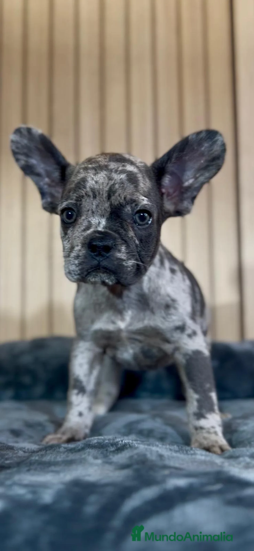 Bulldog Francés perros en venta: Cachorros bulldog francés  - Anuncio 1