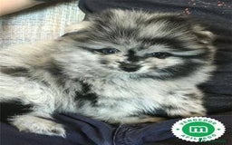 Pomerania perros en venta: Pomerania lulu Toy Merles blue machos disponibles  - Imagen 1