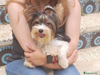 Yorkshire Terrier perros en Valencia - Anuncio 33