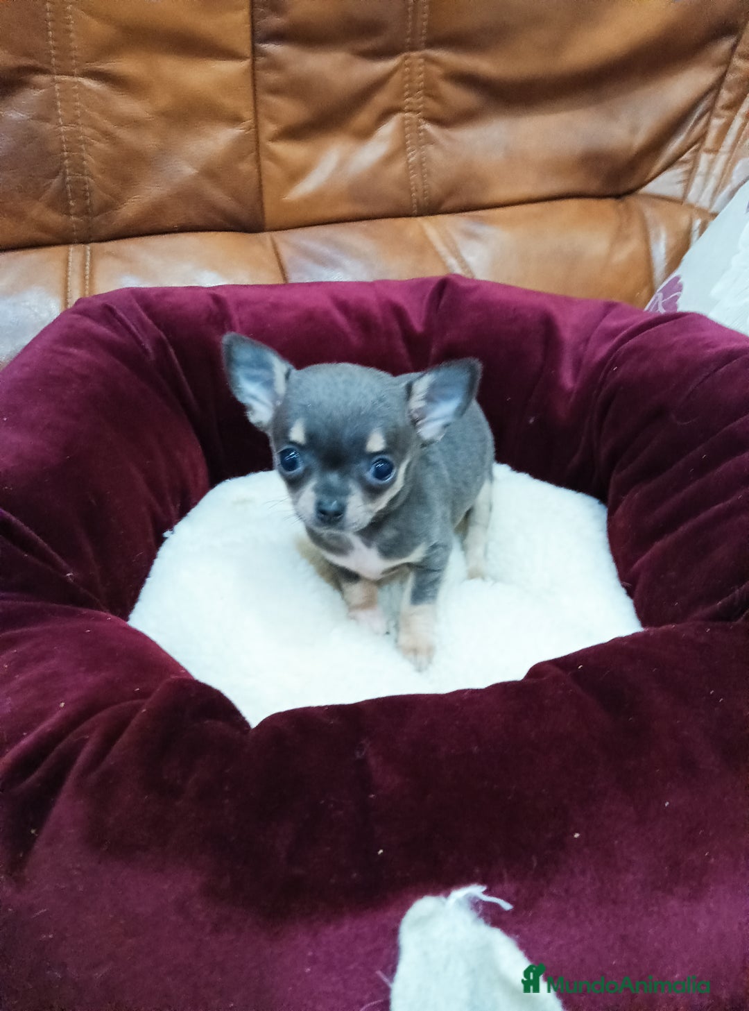 Chihuahua perros en venta: Chihuahua toy - Anuncio 6