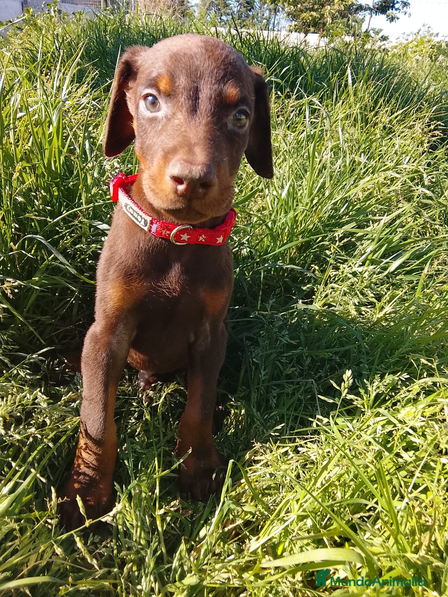 Dobermann perros Doberman chocolate y negro europeo  - Anuncio 3