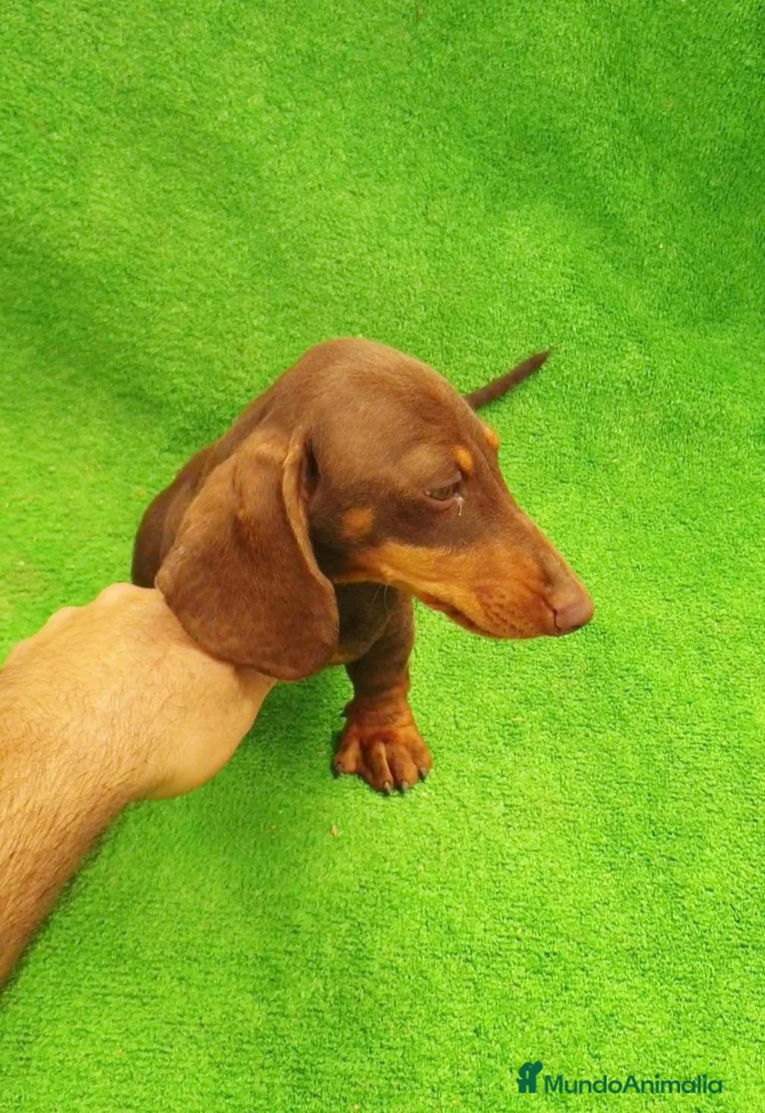 Teckel Miniatura perros en venta: Teckel Miniatura  - Anuncio 2