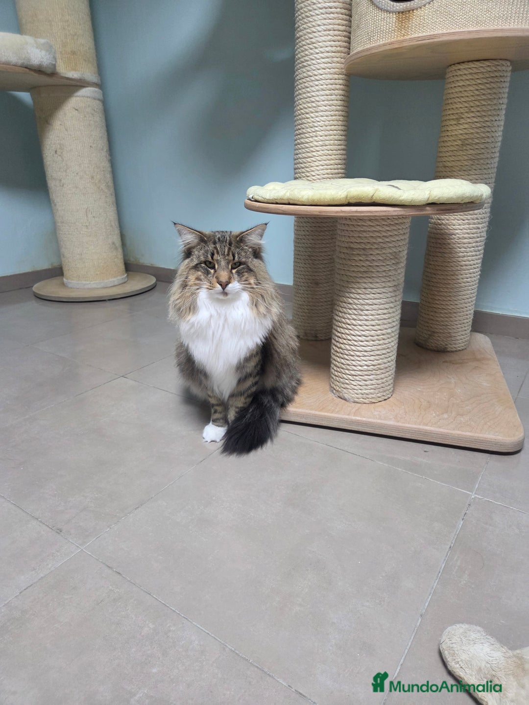 Bosque de Noruega gatos en venta: Gatitos bosques de noruega pedigrí  - Anuncio 5