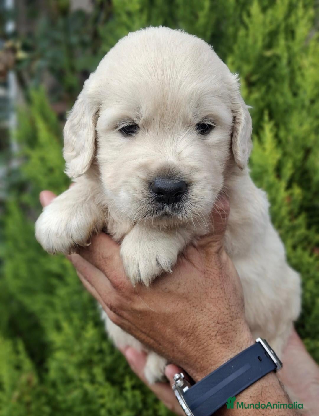 Golden Retriever perros GOLDEN RETRIEVER  - Anuncio 1