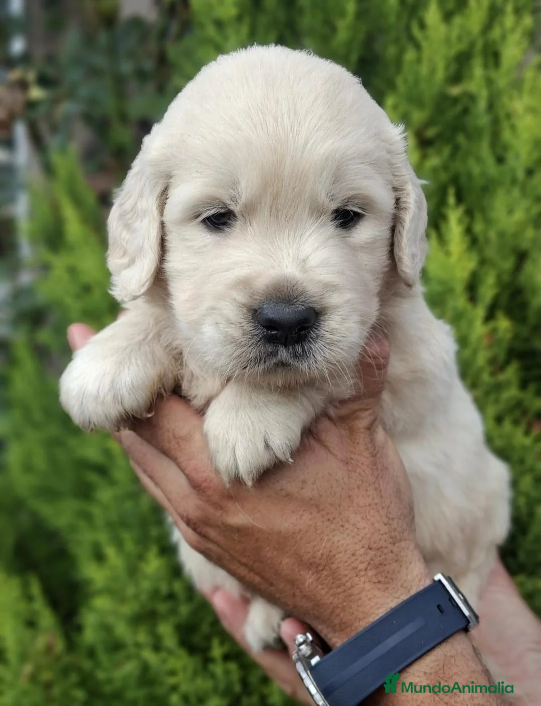 Golden Retriever perros en venta: GOLDEN RETRIEVER  - Anuncio 1