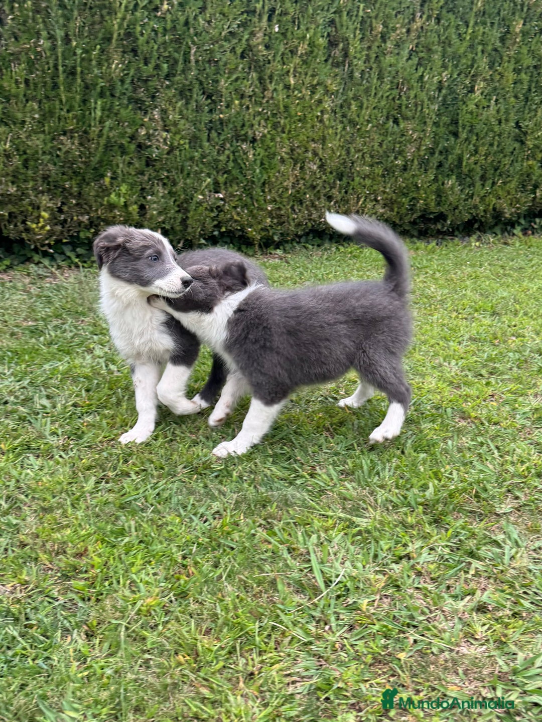 Border Collie perros en venta: Border collie Blue - Imagen 2