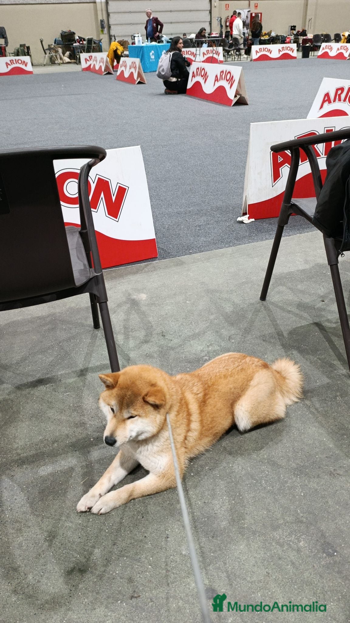 Shiba Inu perros SHIBA INU EN PONTEVEDRA - Anuncio 2