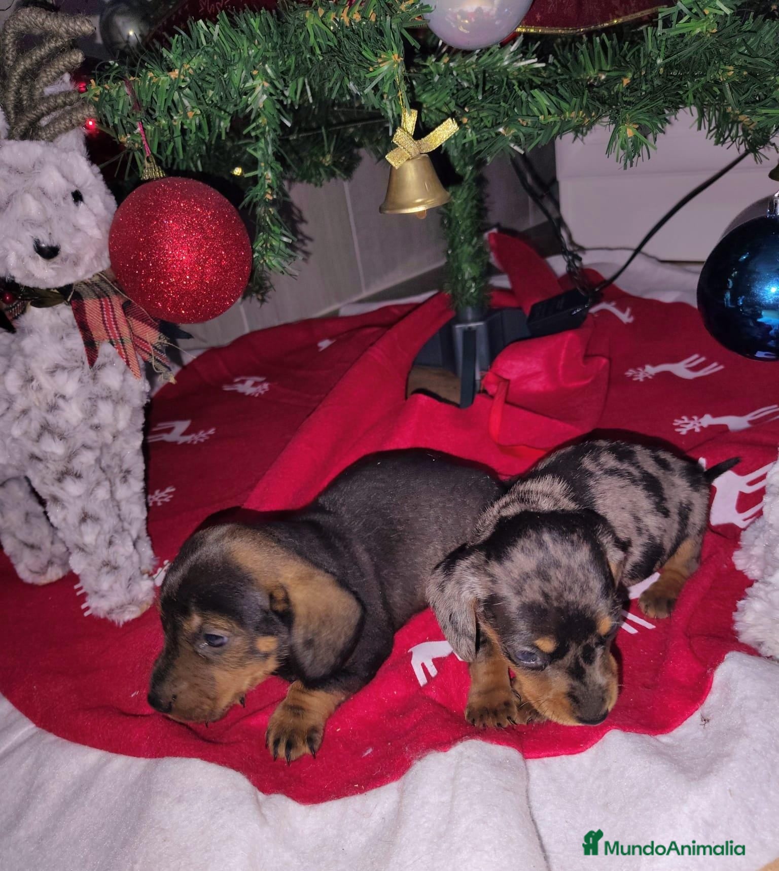 Teckel perros Teckel  - Anuncio 10