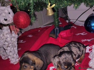 Teckel perros Teckel - Anuncio 10