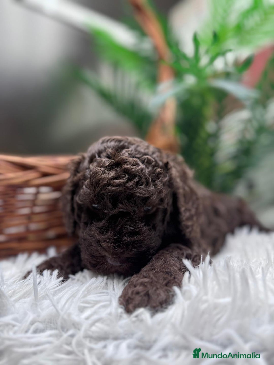 Perro de Agua Español perros en venta: PERRO DE AGUA MACHO - Anuncio 4