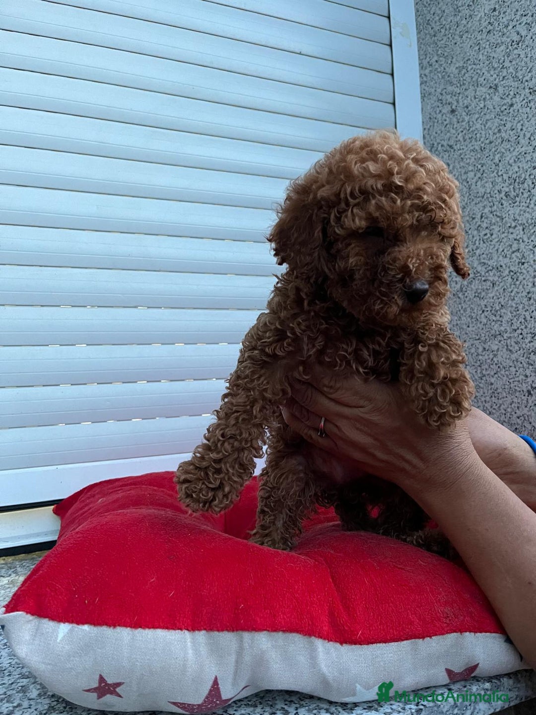 Caniche Toy perros en venta: Caniche toy Rojo  - Anuncio 2