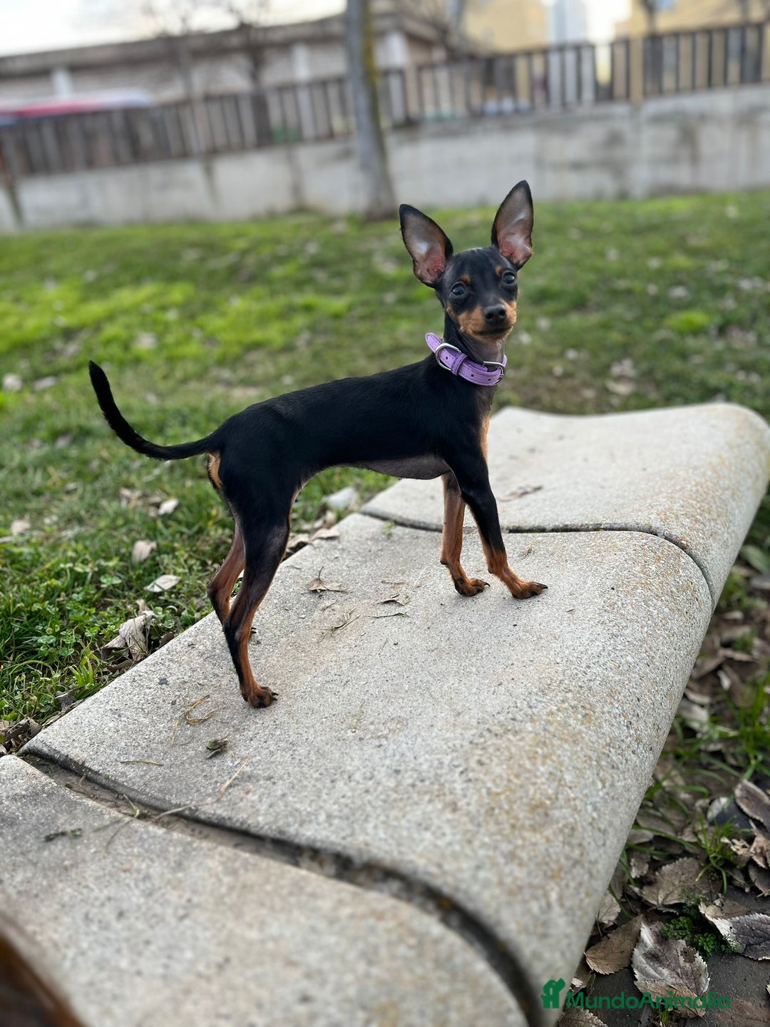 Pinscher Miniatura perros en venta: Pinscher miniatura - Imagen 3