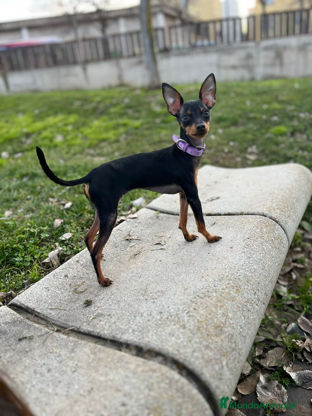 Pinscher Miniatura perros en venta: Pinscher miniatura - Anuncio 3