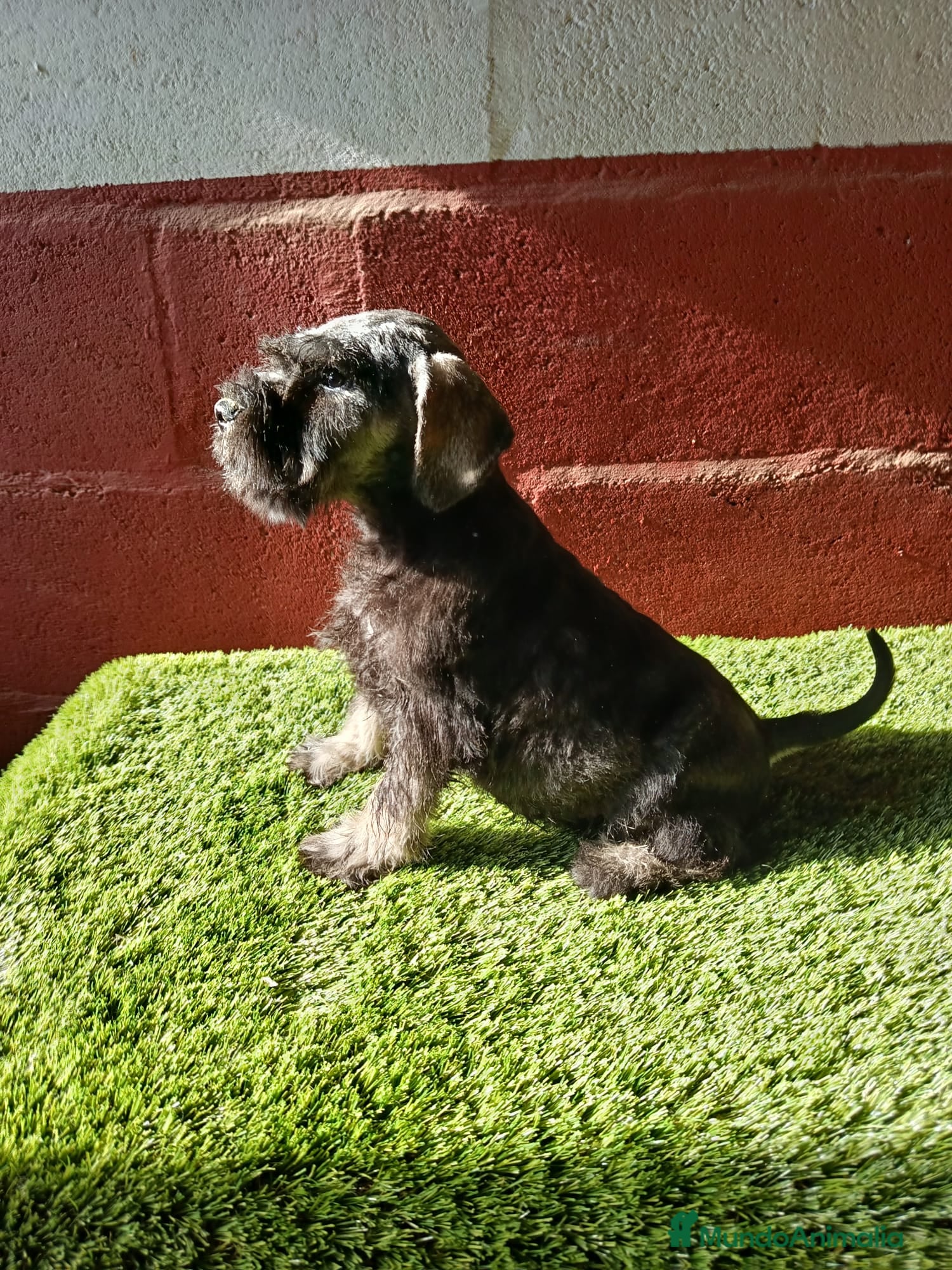 Schnauzer Miniatura perros Schnauzer miniatura  - Anuncio 1