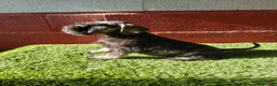 Schnauzer Miniatura perros en venta: Schnauzer miniatura  - Anuncio 1