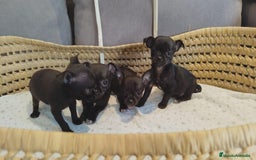 Chihuahua perros en venta: Chihuahua mini cabeza manzana - Imagen 4