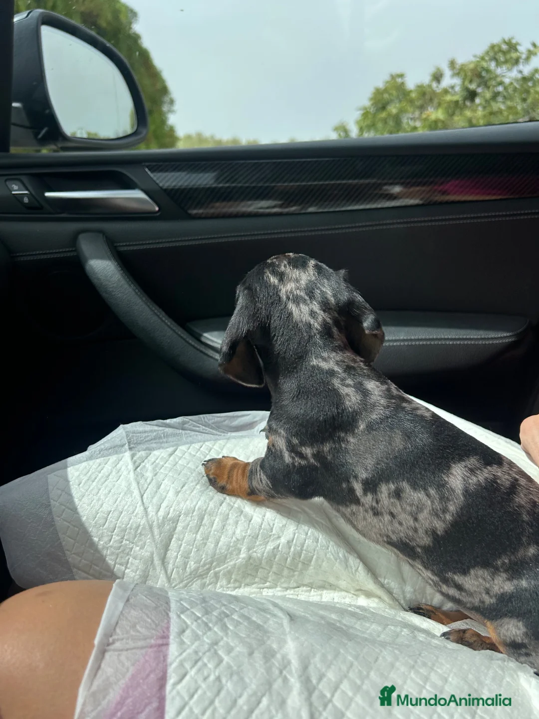 Teckel Miniatura perros en venta: teckel arlequin  - Anuncio 2