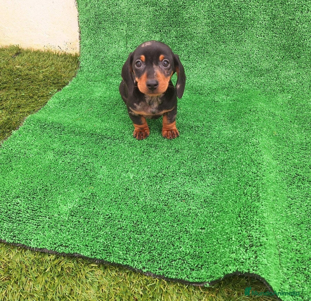 Teckel perros TECKEL MINI "ARLEQUIN" - Anuncio 1