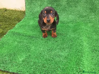 Teckel perros TECKEL MINI "ARLEQUIN" - Anuncio 1