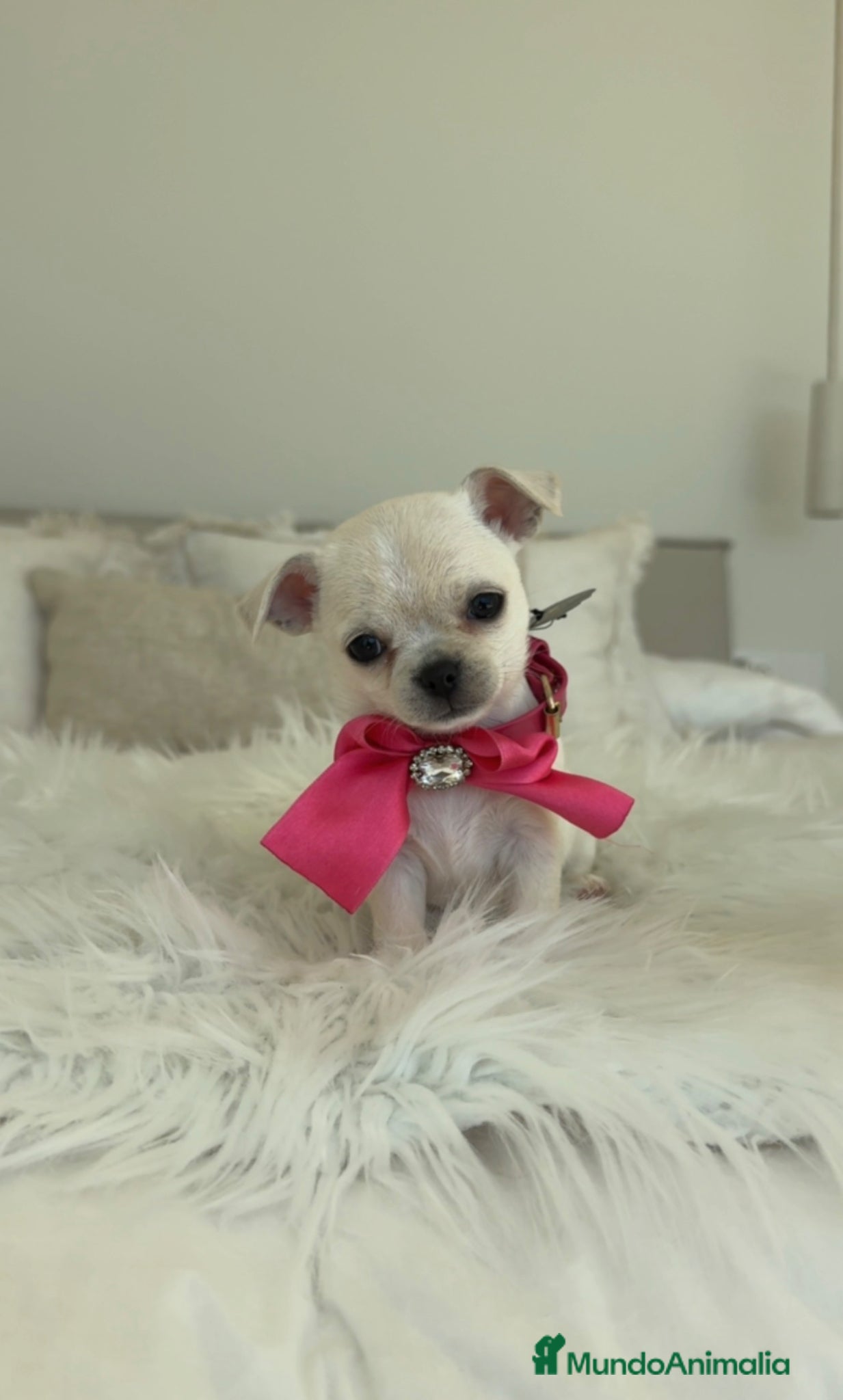 Chihuahua perros Chihuahua hembra - Anuncio 2