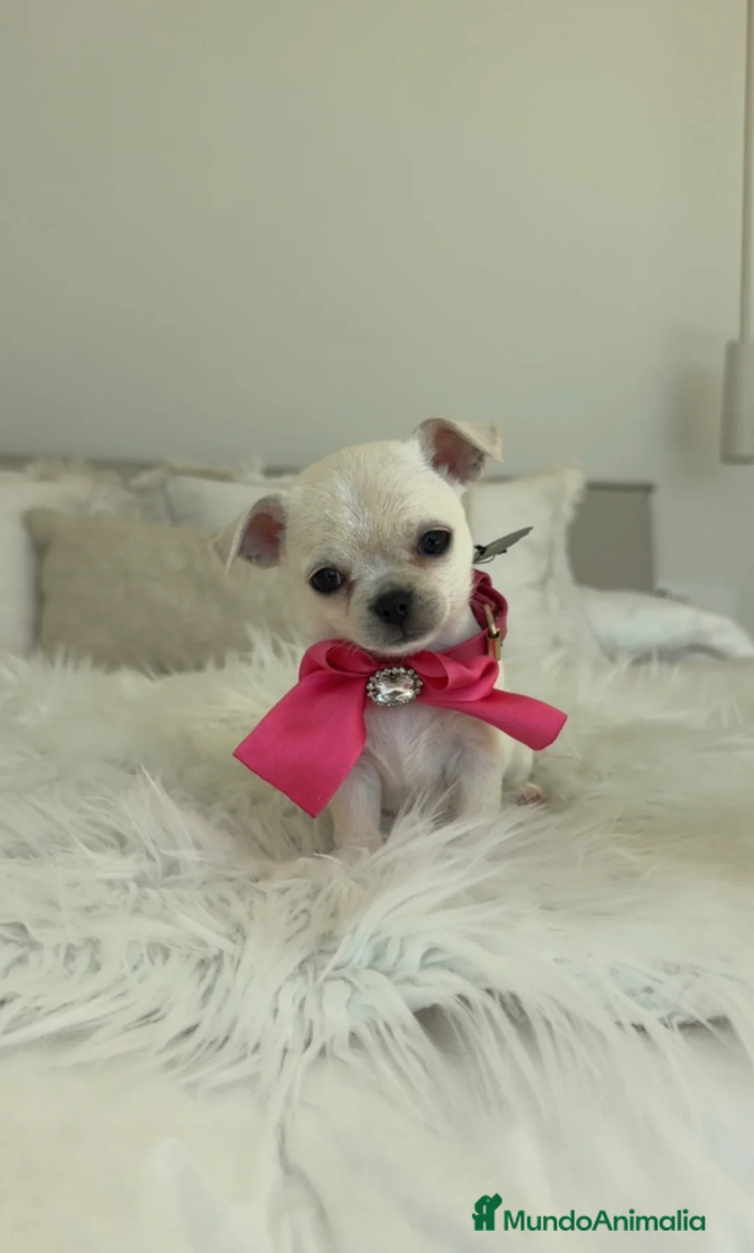 Chihuahua perros en venta: Chihuahua hembra - Anuncio 1