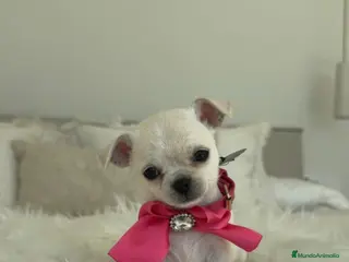 Chihuahua perros Chihuahua hembra - Anuncio 2