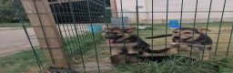Pastor Alemán perros en venta: Cachorros pastor alemán  - Anuncio 1