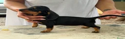 Teckel Miniatura perros en venta: Teckel mini  - Anuncio 3