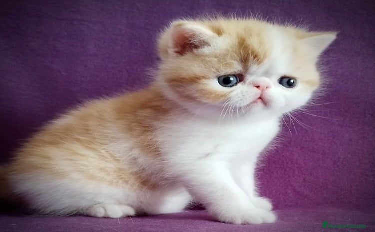 Exótico de Pelo Corto gatos - Anuncio 1