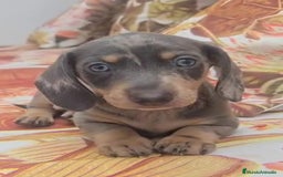Teckel perros en venta: Preciosos teckel kaninchen y varias razas  - Imagen 7