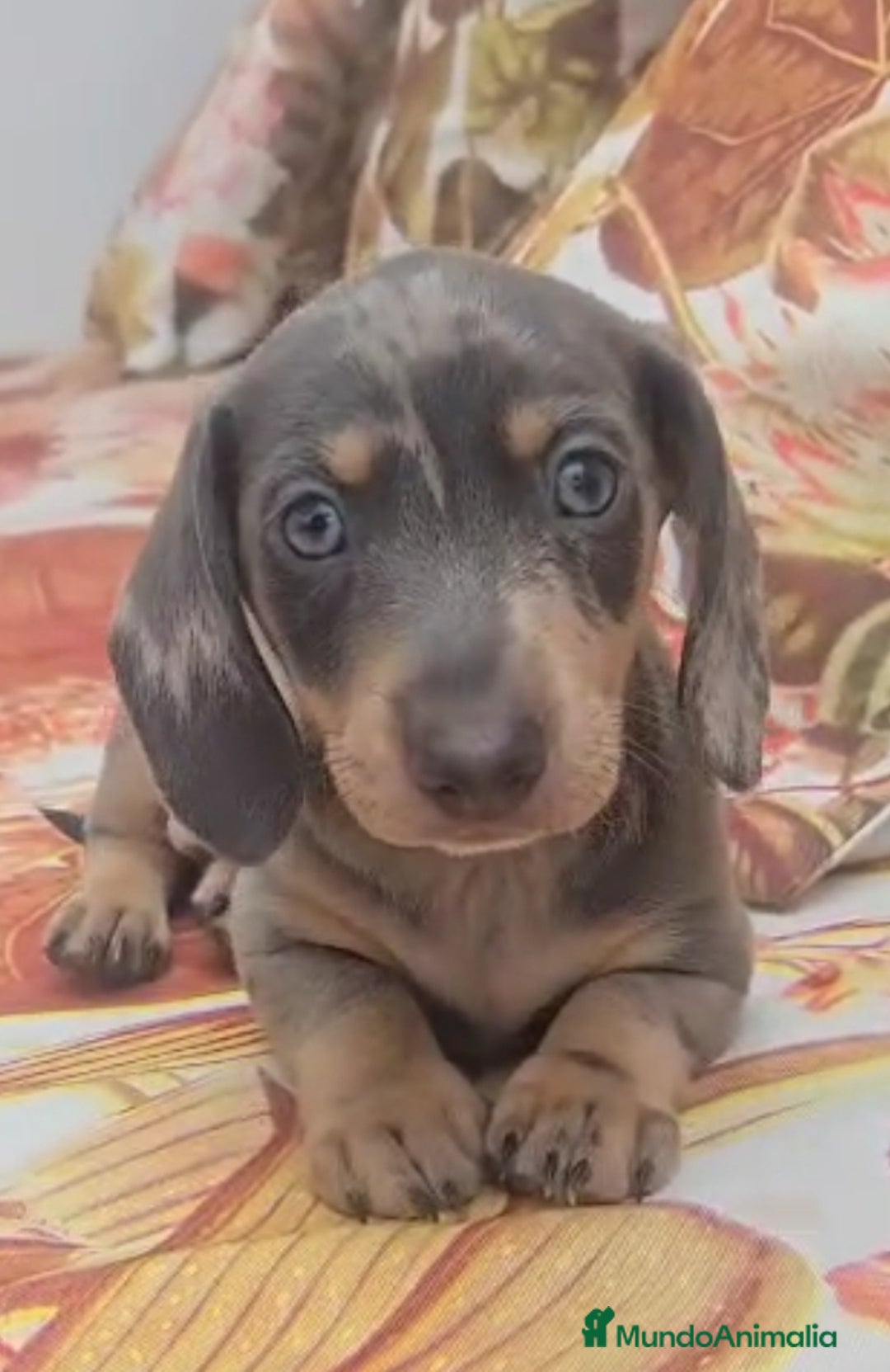 Teckel perros en venta: Preciosos teckel kaninchen y varias razas  - Imagen 7