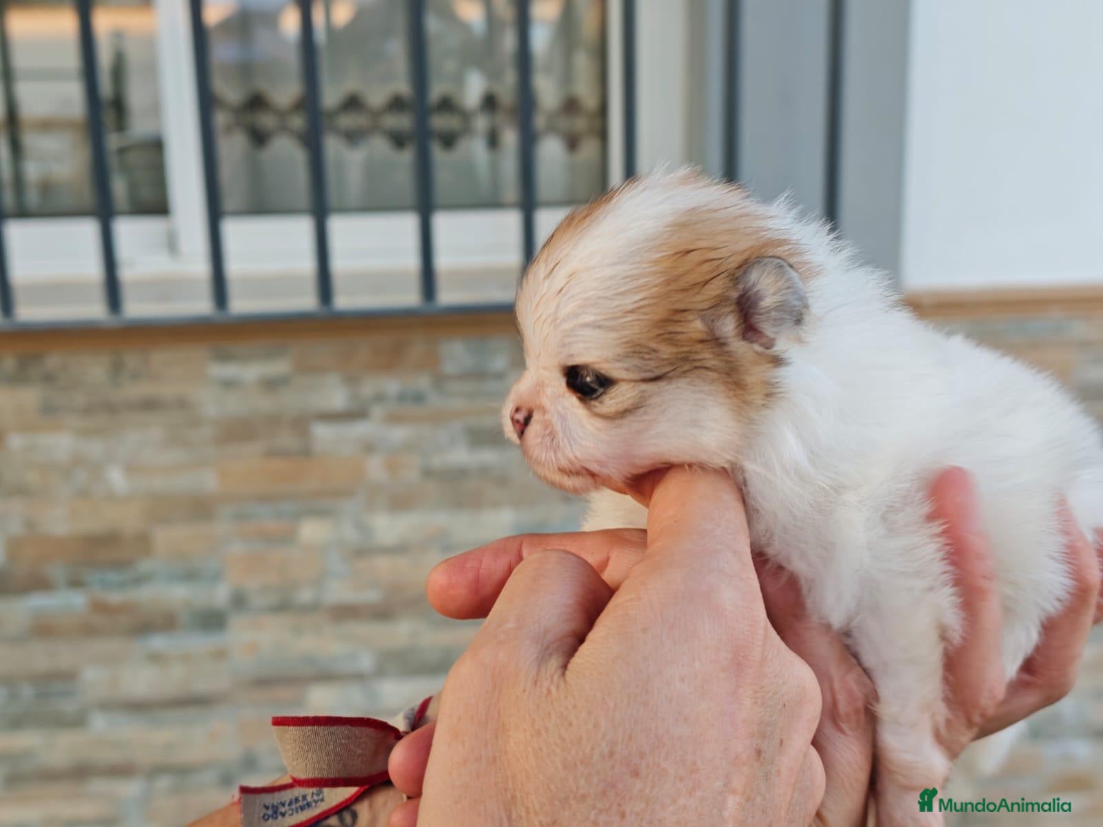 Pomerania perros Pomerania - Anuncio 1