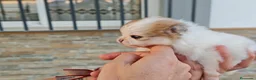 Pomerania perros en venta: Pomerania - Anuncio 1