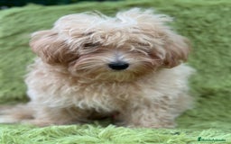 Maltipoo perros en venta: Maltipoo toy  - Imagen 4