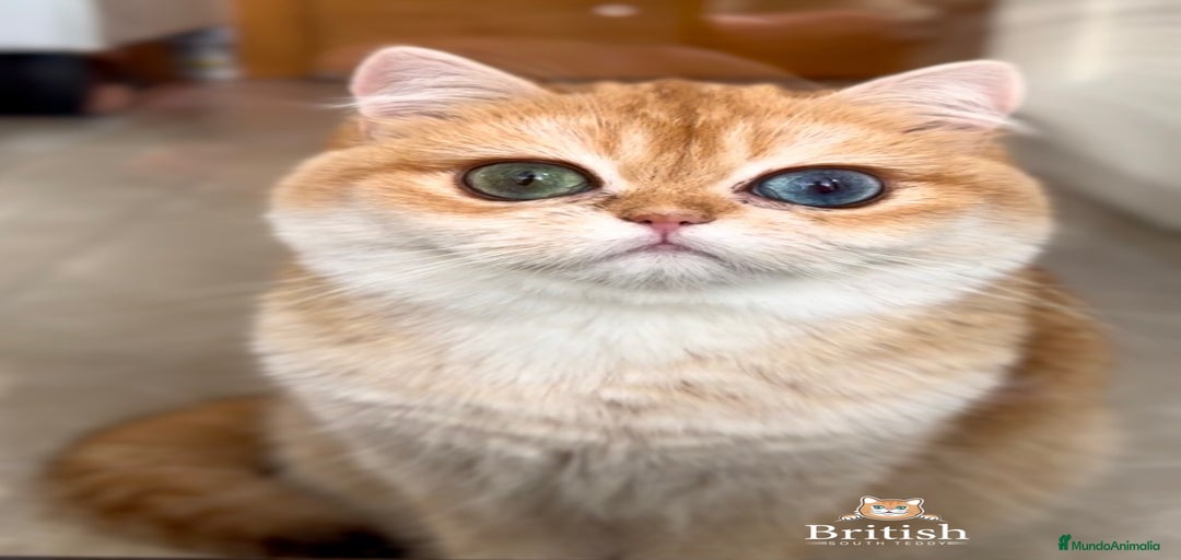 Imagen de galería {{count}}