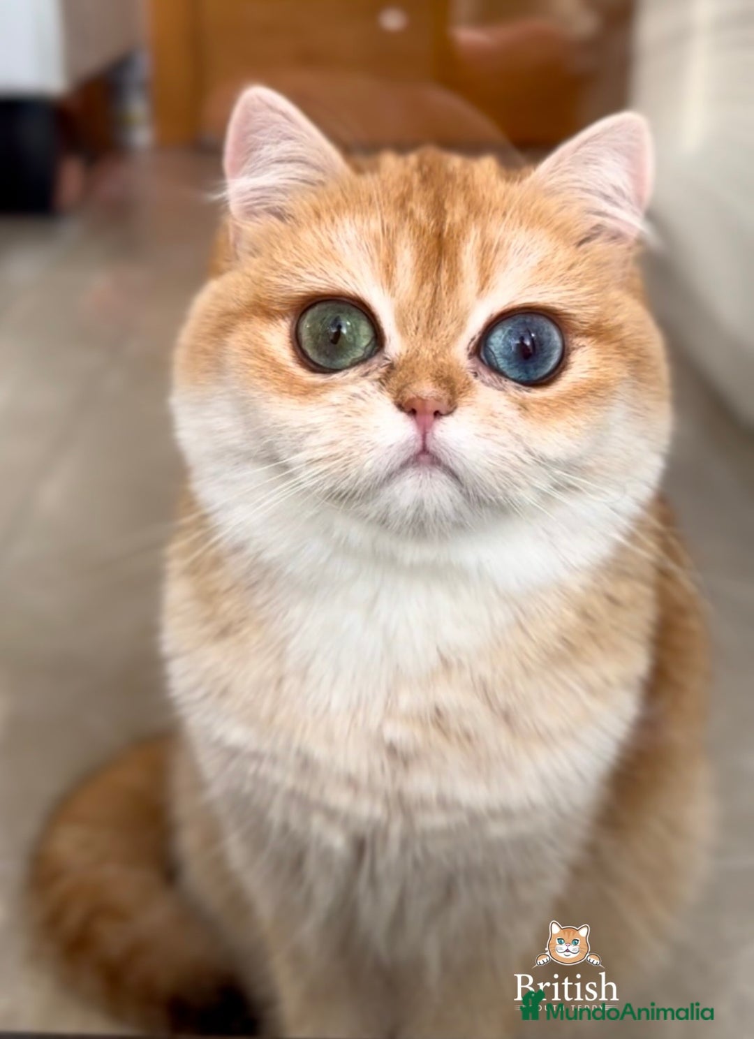 Imagen de galería {{count}}