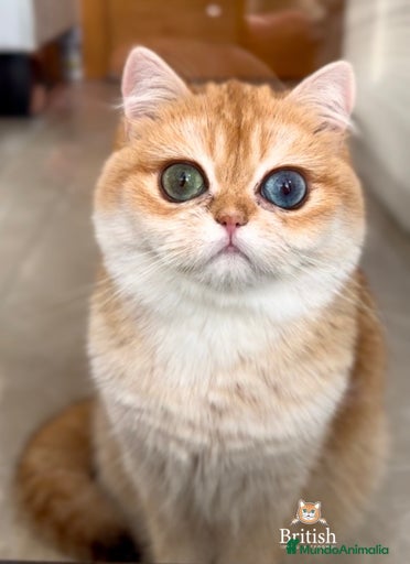 Imagen de galería {{count}}