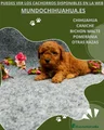 Caniche Toy Cachorro 2