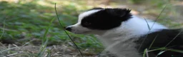Border Collie perros en venta: Cachorros de Border Collie disponibles - Anuncio 11