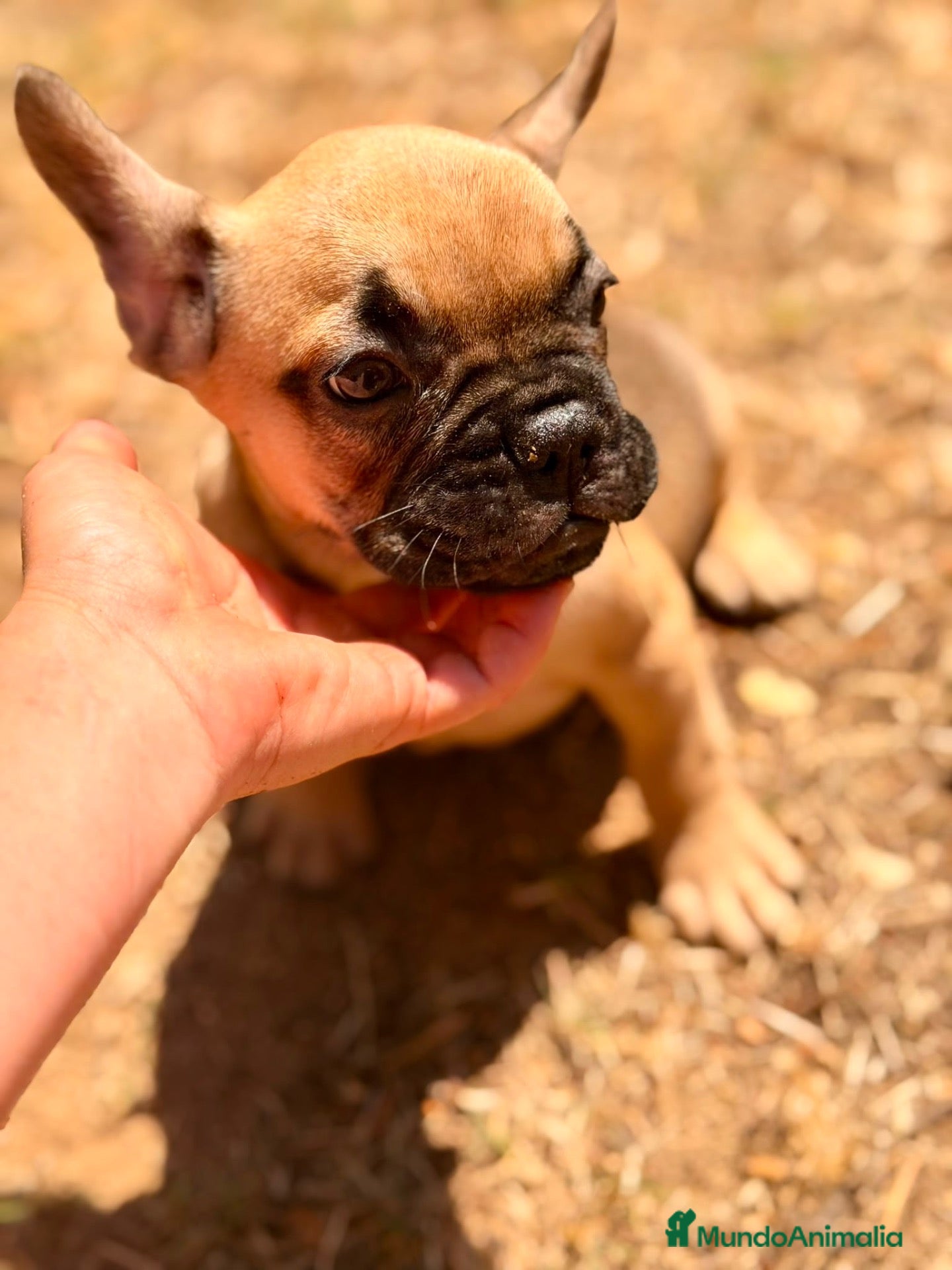 Bulldog Francés perros Precioso bulldog francés💙 - Anuncio 1