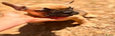 Bulldog Francés 1
