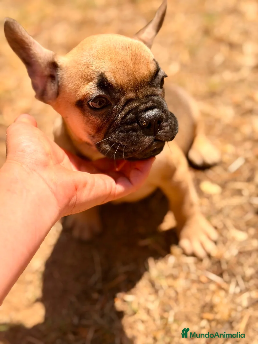 Bulldog Francés perros en venta: Precioso bulldog francés💙 - Anuncio 1