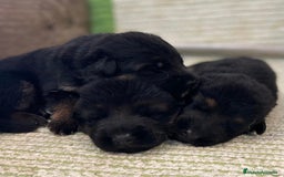 Pastor Alemán perros en venta: Espectacular cachorro de pastor alemán  - Imagen 4